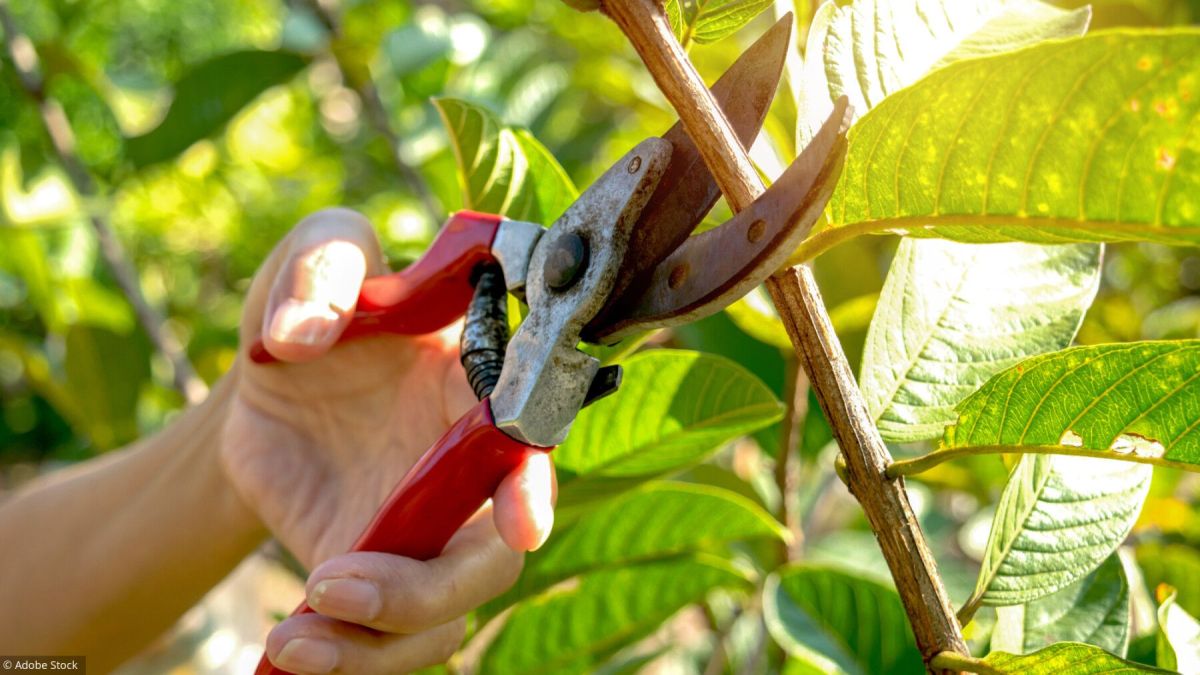 cinq conseils pour bien tailler vos arbres et arbustes