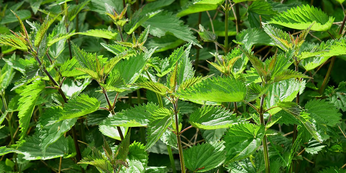 Des solutions naturelles pour dire adieu aux orties