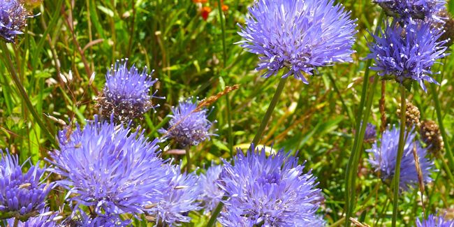 Jasione lisse (Jasione laevis) : une merveille des hauteurs