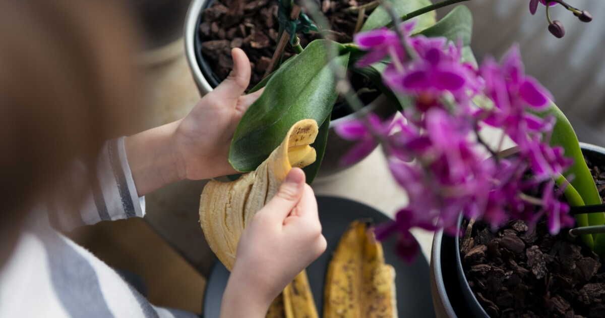 4 astuces pour recycler la peau de banane au jardin
