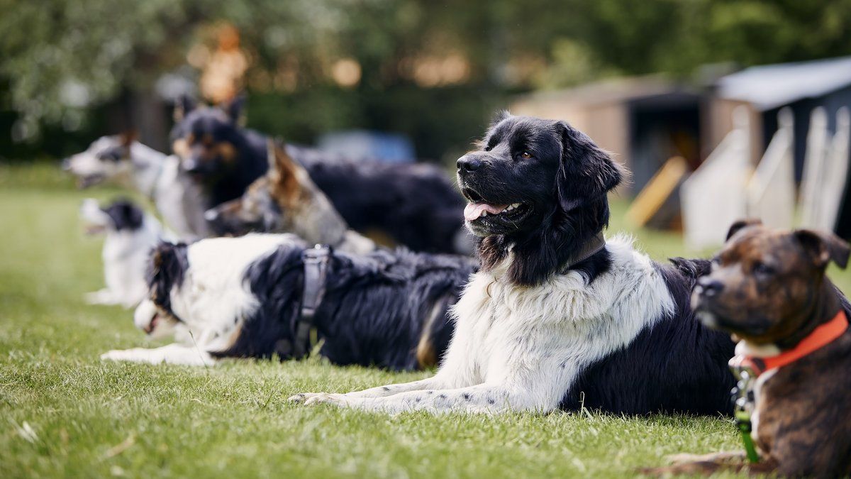 Escroquerie dans les Pyrénées-Orientales : attention à la femme au chien perdu