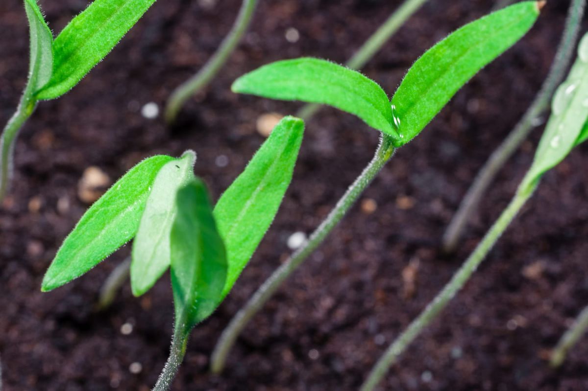 évitez l'étiolement des semis : techniques pour des plantations réussies