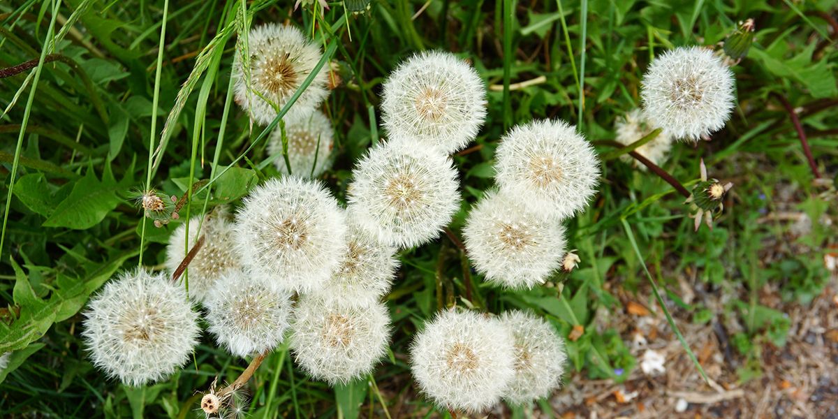 Quand les plantes parlent : révélateurs de votre jardin