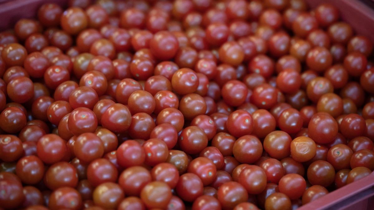 les tomates cerises marocaines enflamment le débat : producteurs français en alerte