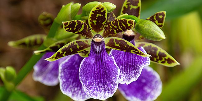 l'orchidée zygopetalum : un trésor floral parfumé à découvrir