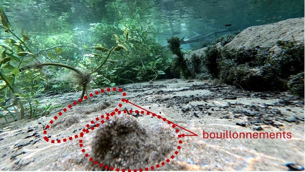 Des refuges aquatiques : comment les eaux souterraines protègent nos poissons du réchauffement