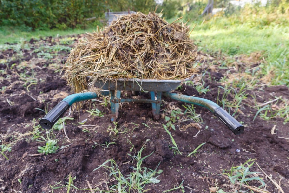 Fumier : l'engrais naturel qui transforme votre jardin