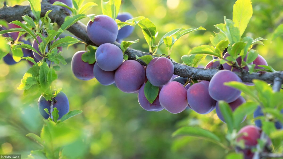 les prunes, un délice à cultiver dans votre jardin