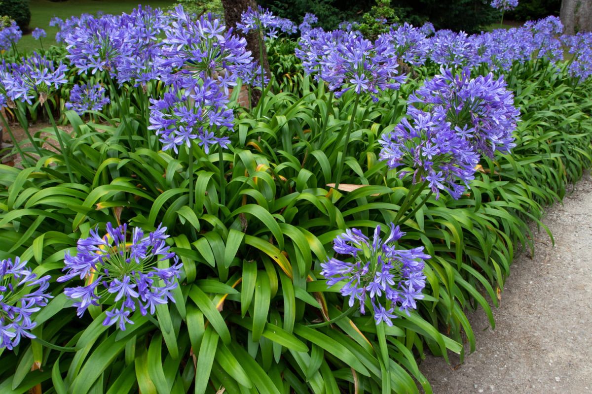 Agapanthe : la plante qui sublimera votre jardin avec peu d'efforts