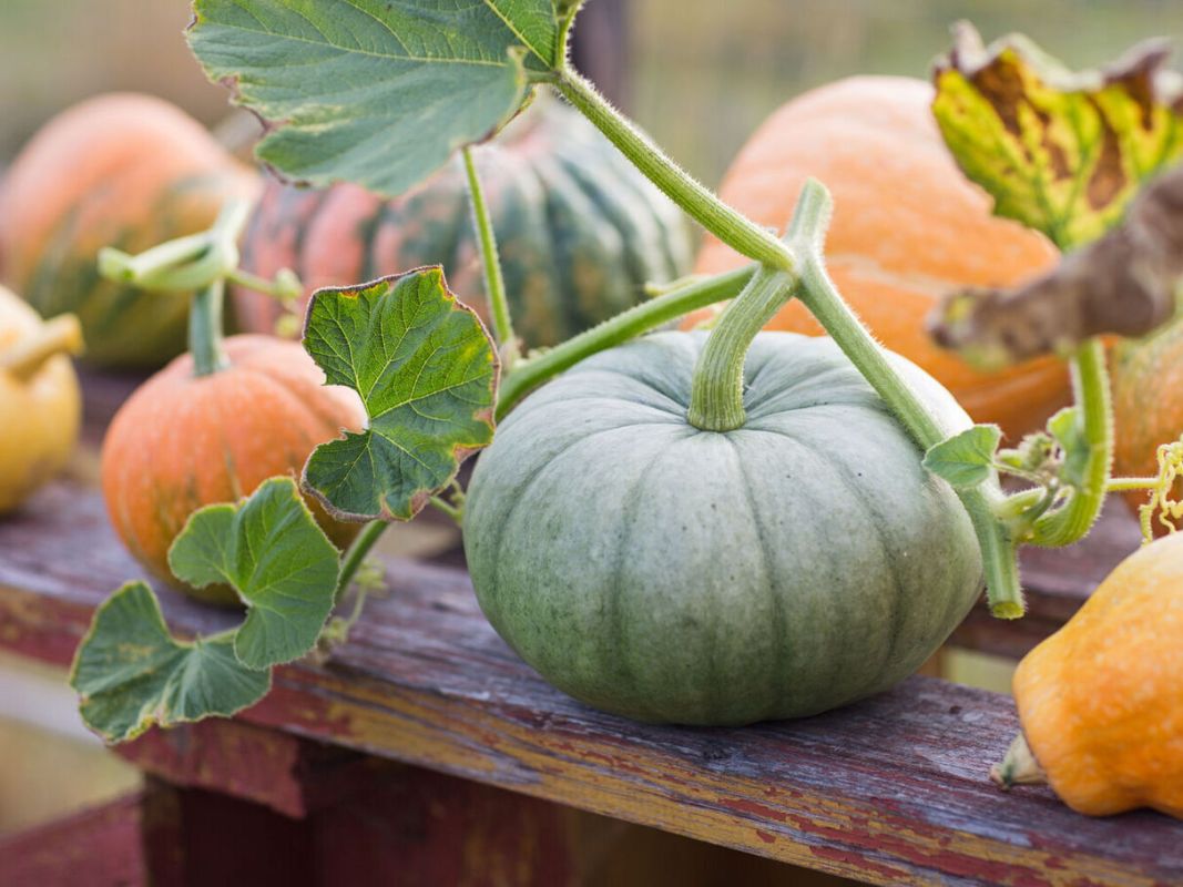 Le potiron, l'allié santé incontournable de l'automne selon un expert