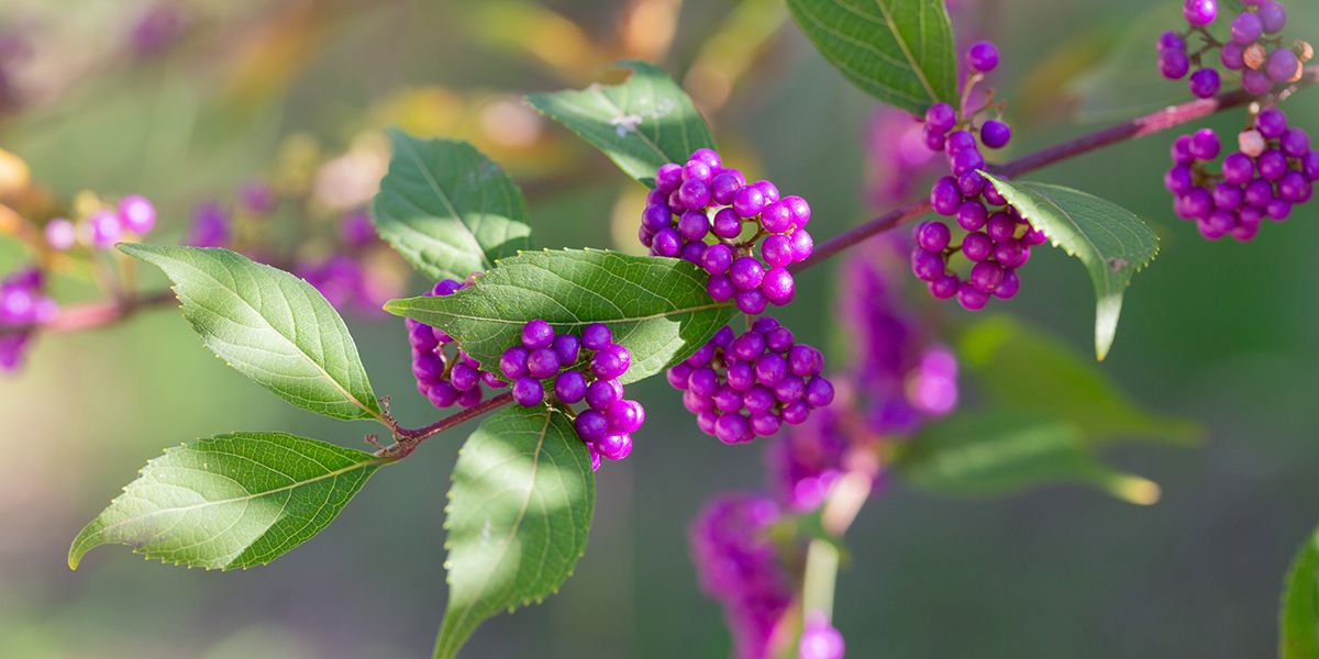 Callicarpa (Callicarpa bodinieri), l'arbre à bonbons