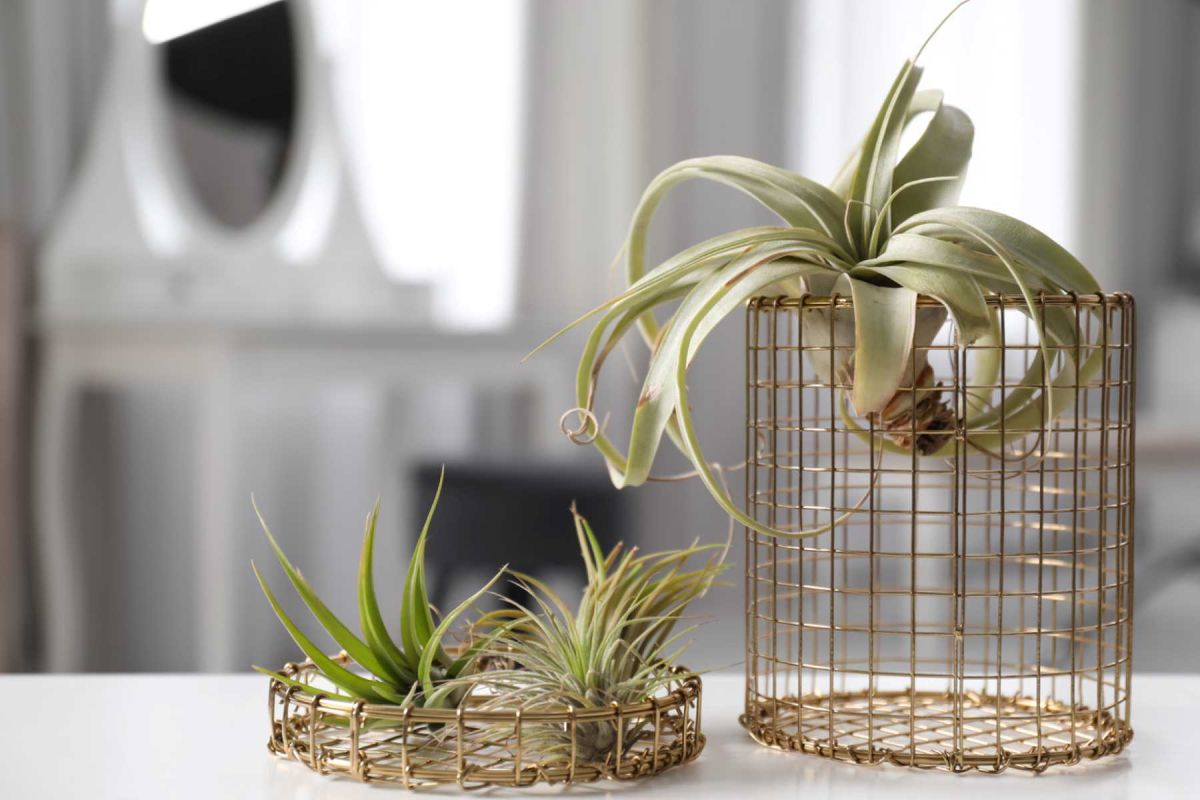 Une plante surprenante pour assainir votre salle de bain sans effort