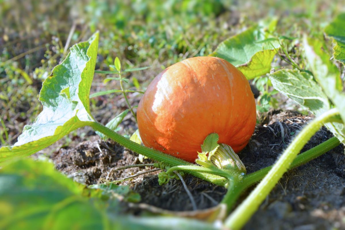 Recolte en octobre