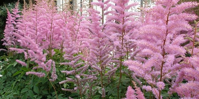 la beauté discrète de l'astilbe : une touche de couleur à l'ombre