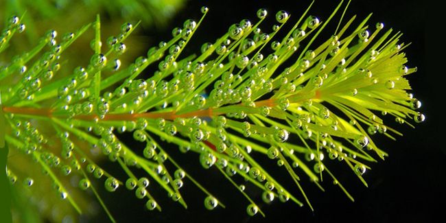 Cornifle immergé : une plante aquatique fascinante