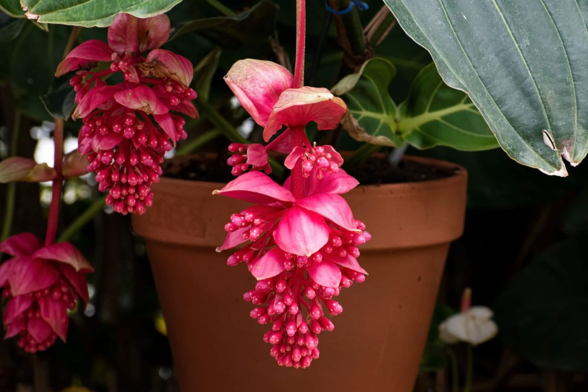 Découvrez la Médinilla magnifique, l'orchidée d'intérieur incontournable