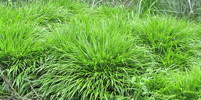 L'herbe du Japon : une graminée éclatante pour votre jardin