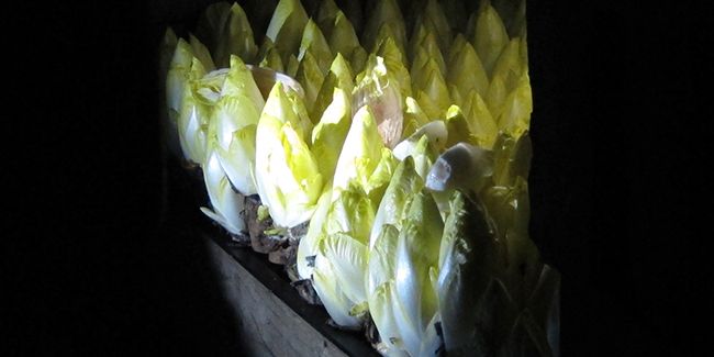 Cultiver des endives en cave : un guide pas à pas