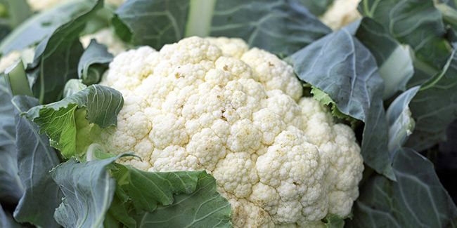 Chou-fleur : un trésor santé à cultiver chez soi