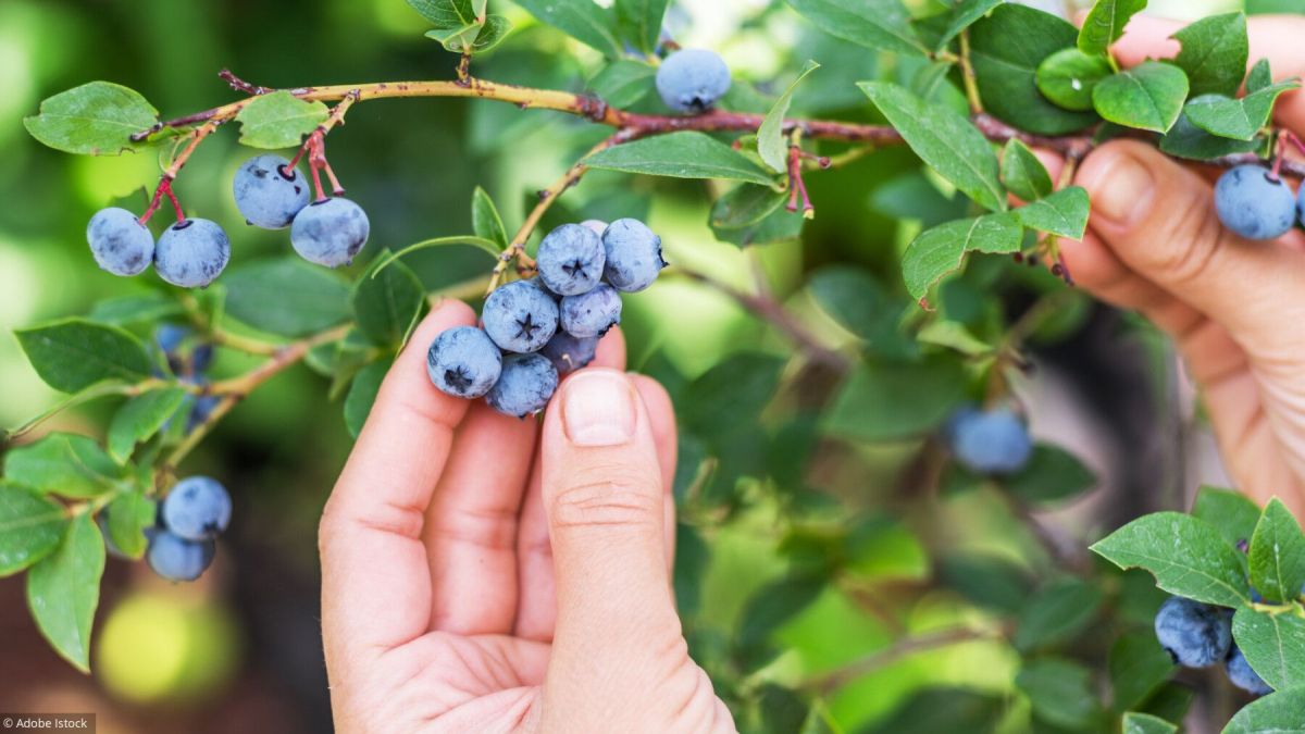 Les dangers des plantes sauvages : méfiez-vous des confusions