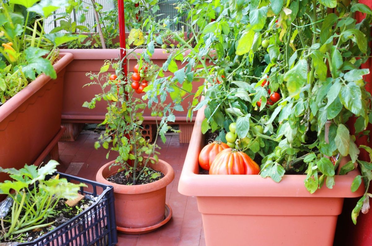 Cultiver un potager sur balcon : le guide essentiel pour les urbains