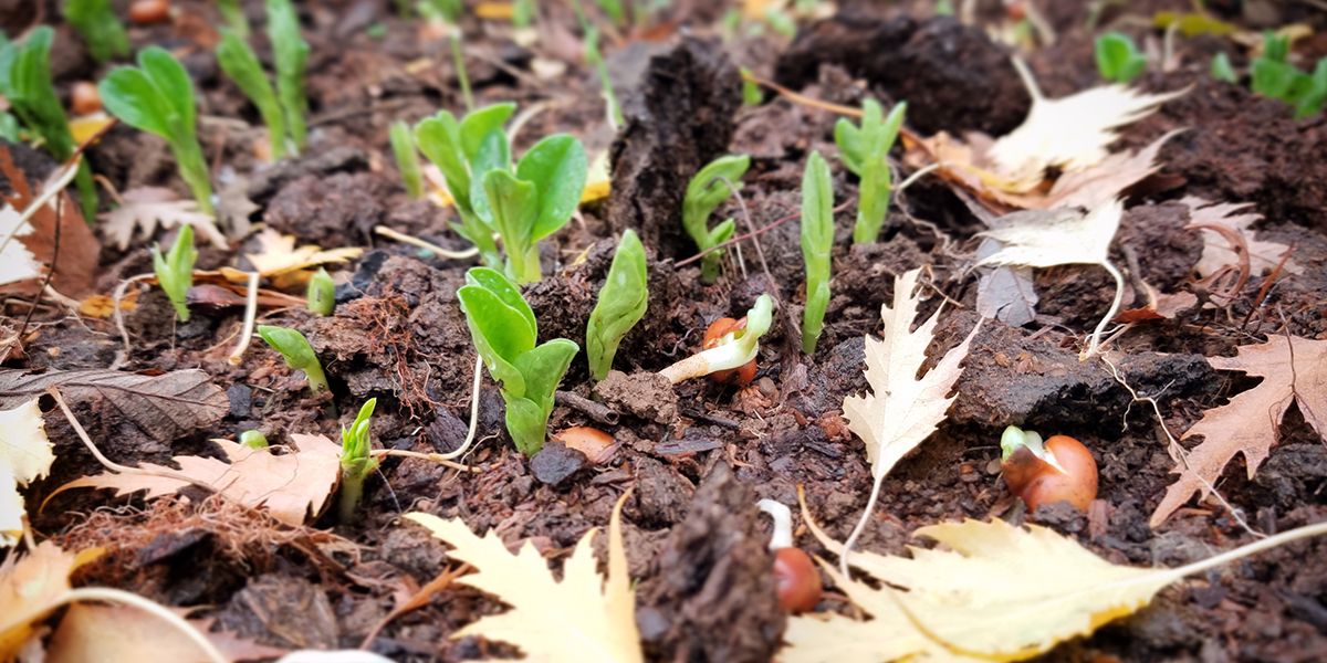 quels légumes éviter de planter à l'automne ?