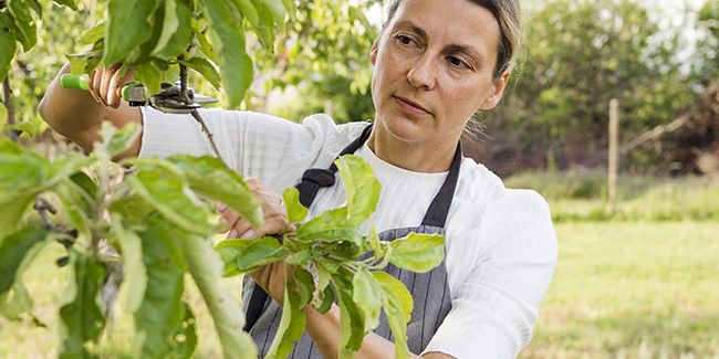 Taille en vert : technique estivale indispensable pour vos arbres fruitiers