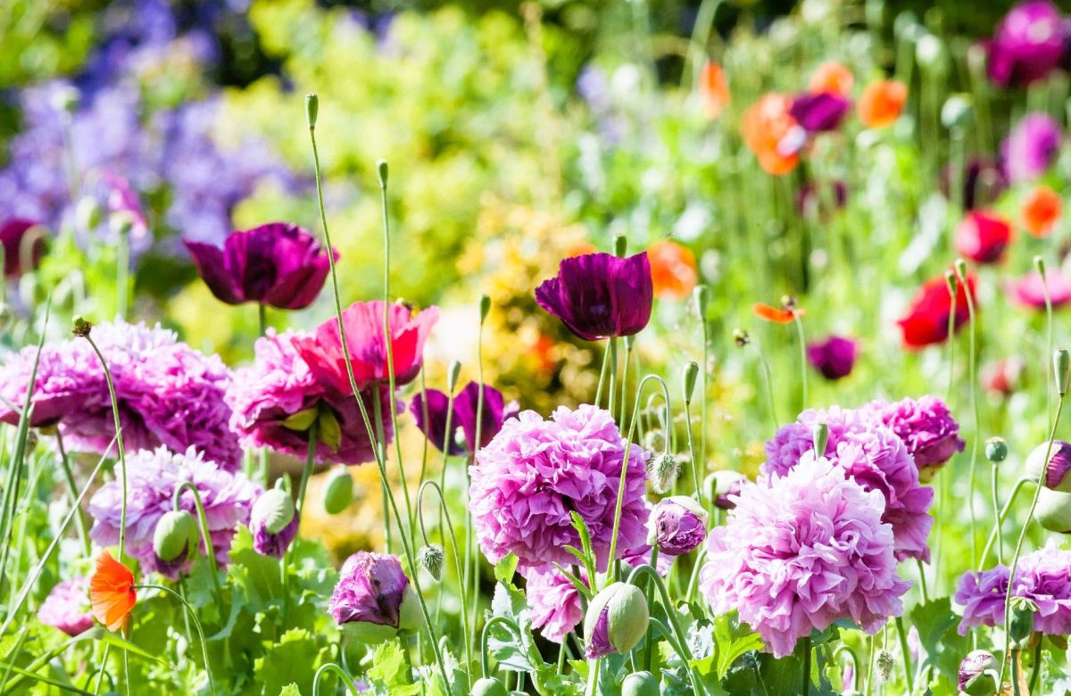 Fleurs d'été faciles : 6 variétés à planter en mai pour un jardin éblouissant