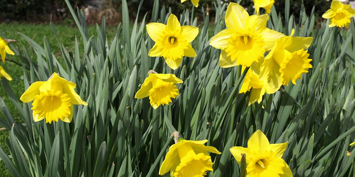 Narcisse : les jonquilles, stars du printemps