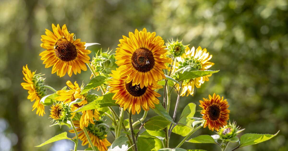 Comment planter des tournesols dans votre jardin ?