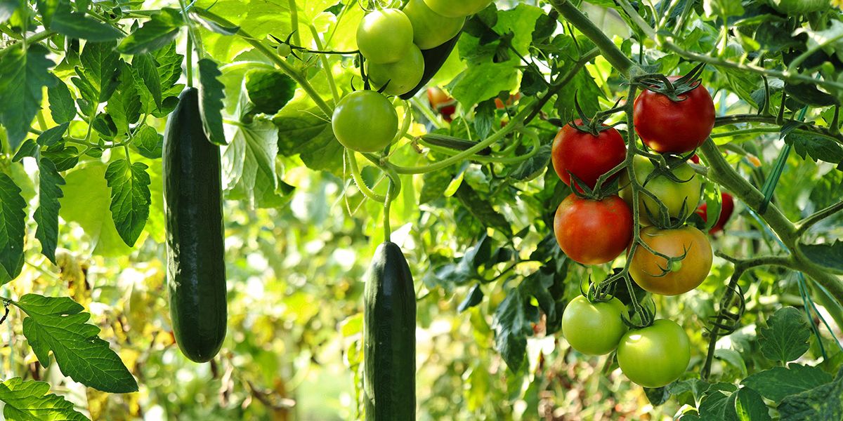 Créer un potager ornemental : allier beauté et récoltes riches