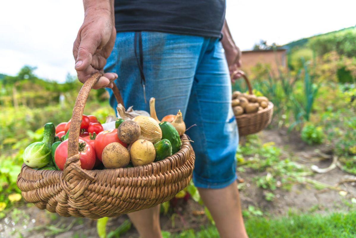 Glanage : le droit de partager les surplus agricoles
