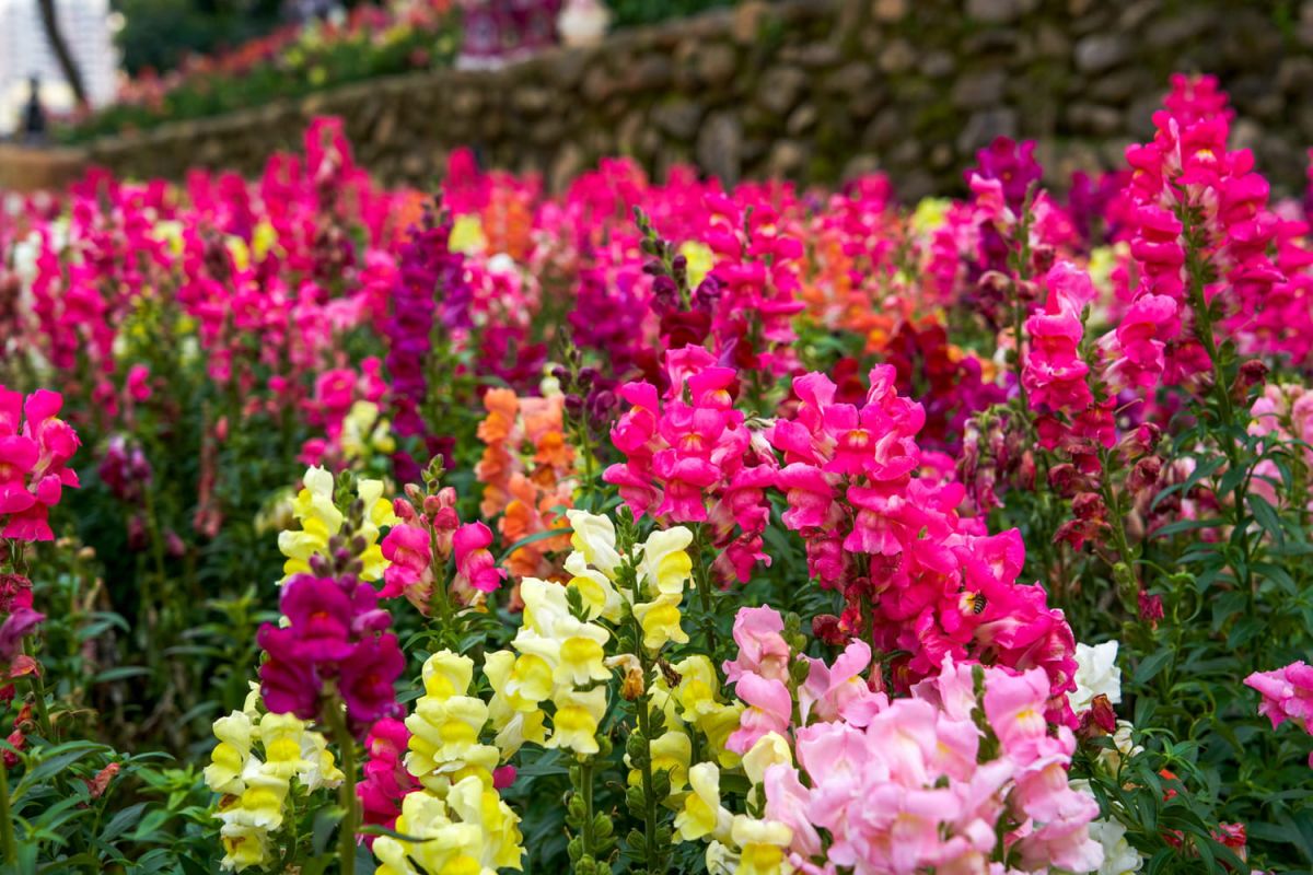 Des fleurs éclatantes à semer pour sublimer votre printemps