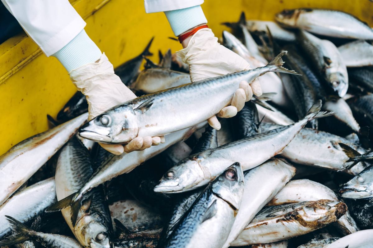 Un panier de produits de la mer à 10 euros : pari réussi pour ces poissonniers !