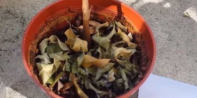 Quand les feuilles de ma plante tombent : décryptage
