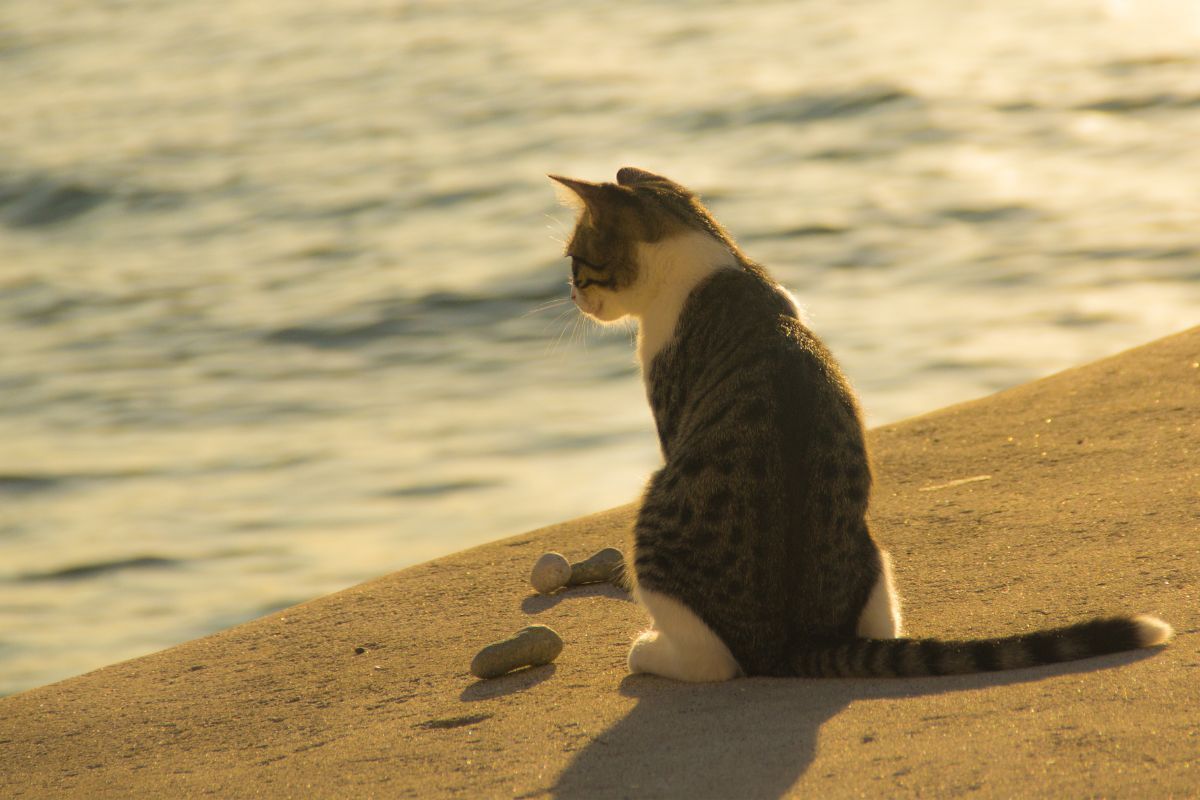 Votre chat : un compagnon plus attaché qu'il n'y paraît