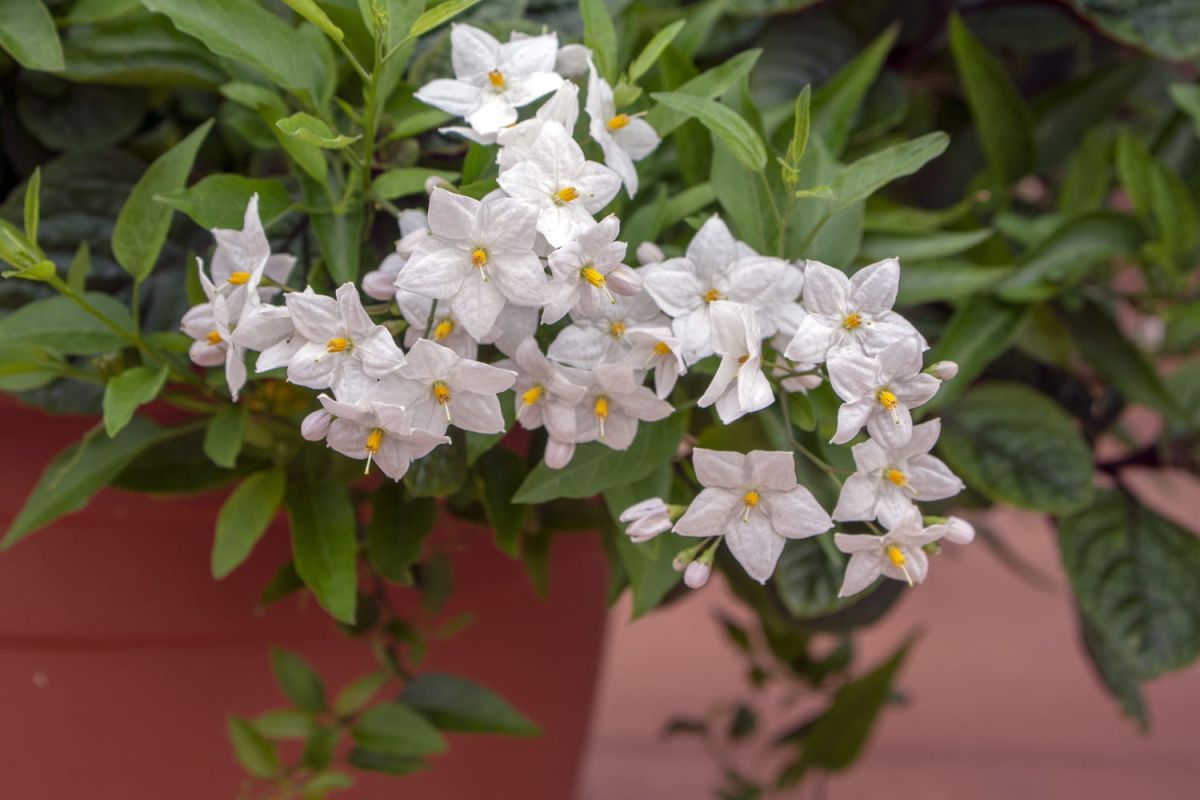 Le charme discret de la morelle faux jasmin, une plante grimpante à adoptez