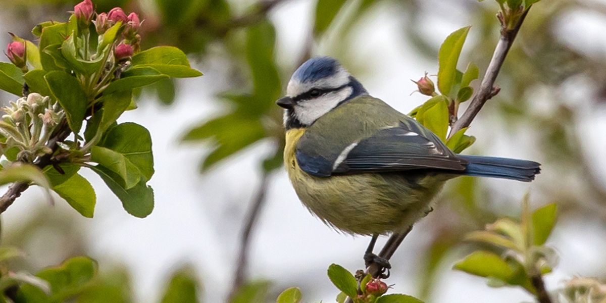 Découvrez les espèces de mésanges qui embellissent votre jardin