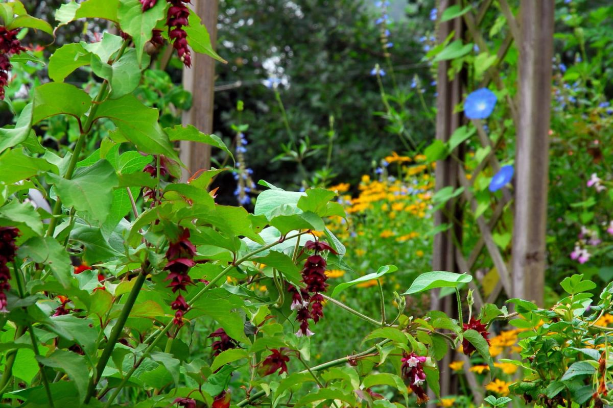 l'arbuste à fleurs : une option idéale pour votre haie d'automne