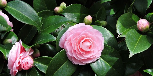 Le camélia : un arbuste aux fleurs hivernales captivantes