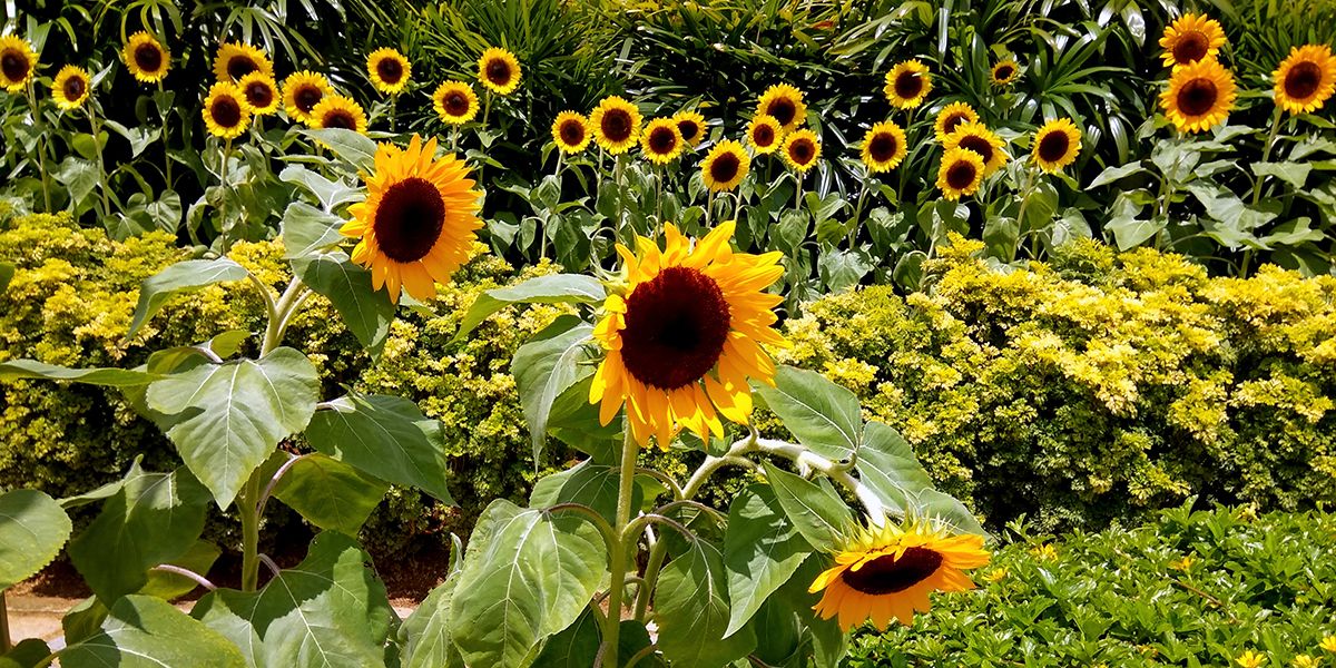 10 fleurs géantes pour transformer votre jardin en un véritable écrin de verdure