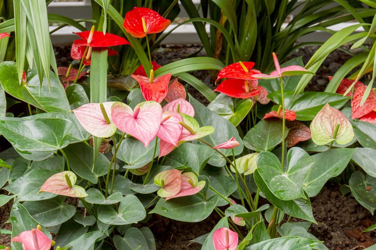Tout savoir sur l'anthurium : entretien, arrosage et variétés colorées
