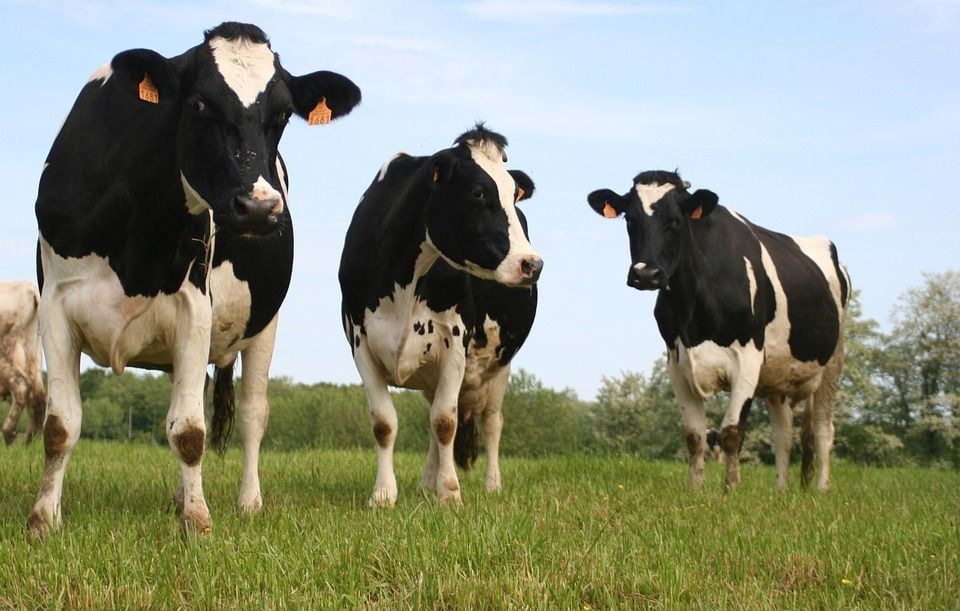 Des vaches en visite surprise à l'hôpital en Allemagne