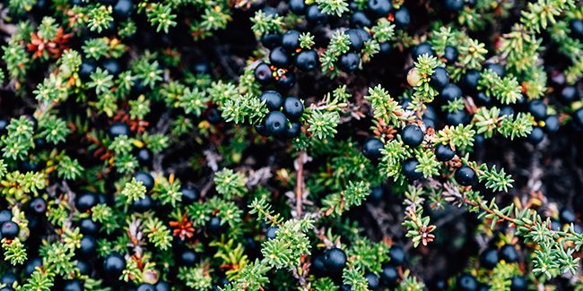Démystification de la camarine noire (Empetrum nigrum)