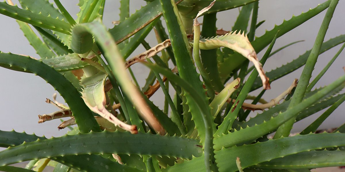 Aloe vera : que faire quand ses feuilles deviennent molles ?