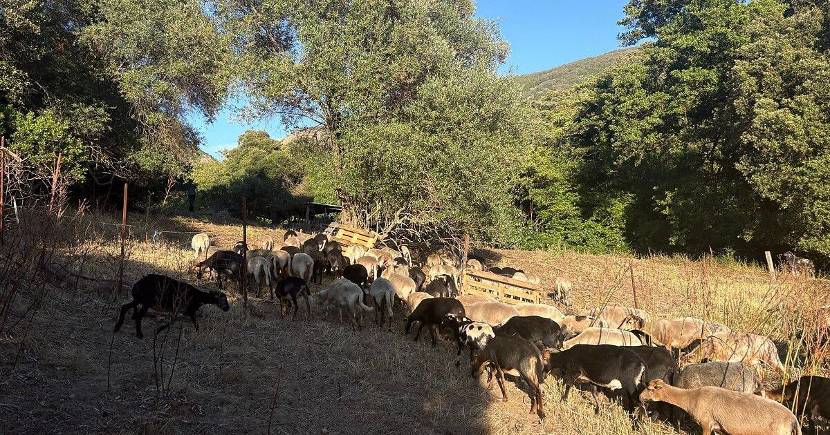 La fragilité de l'agriculture corse : 30% des agriculteurs en situation de précarité