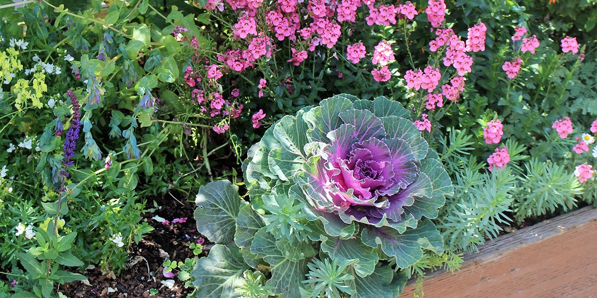 jardinage créatif : les fleurs et légumes à marier pour un potager esthétique