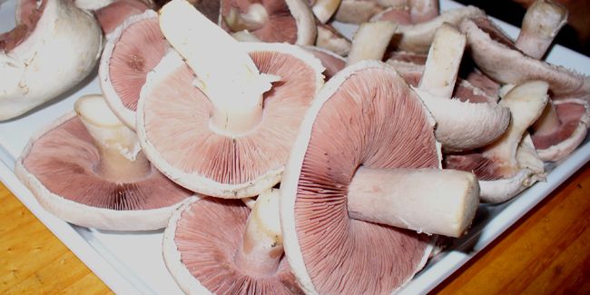 Rosé des prés : le champignon aux lames roses à découvrir et à déguster