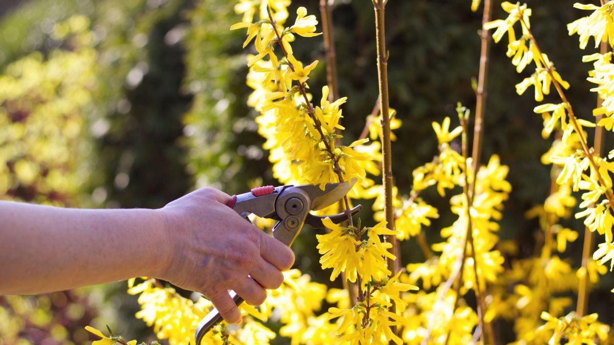 Jardin: Quand tailler les forsythias