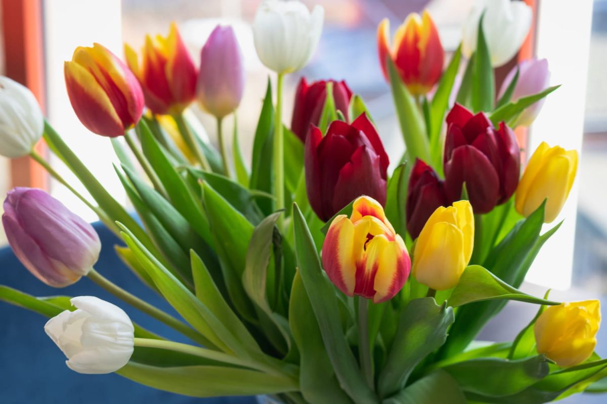 Les secrets pour prolonger la vie de vos tulipes révélés par les fleuristes